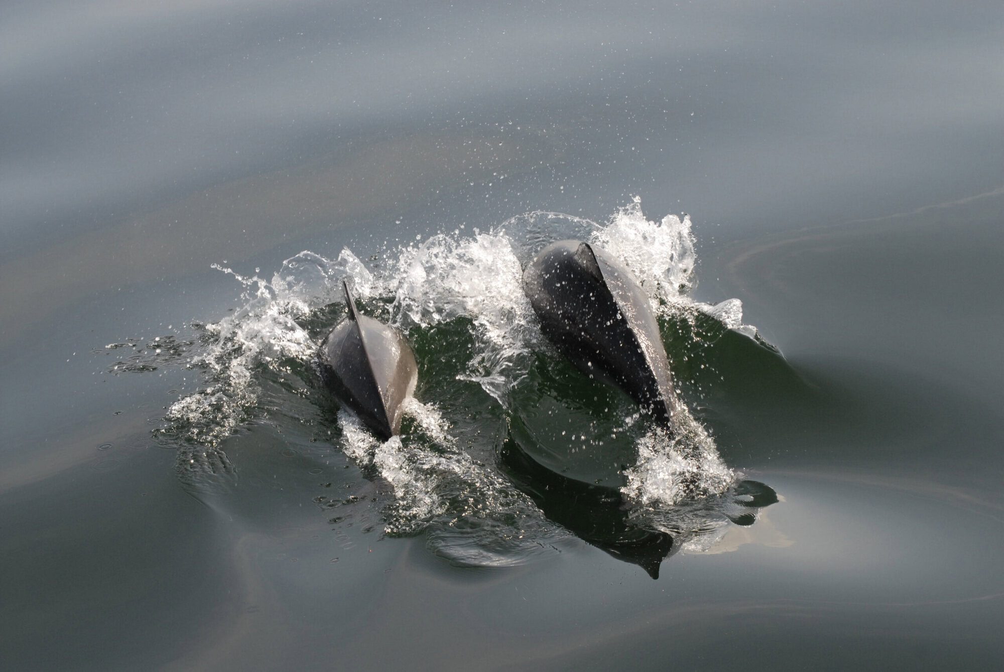 Hvalsafari - Teambuilding på Severin Kursuscenter og Hotel i Middelfart på Fyn